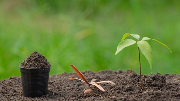 Tea Saponin supplier Tea Saponin supplier